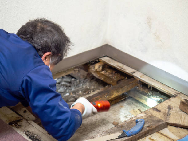 Mold Removal Process in Horse Shoe, NC