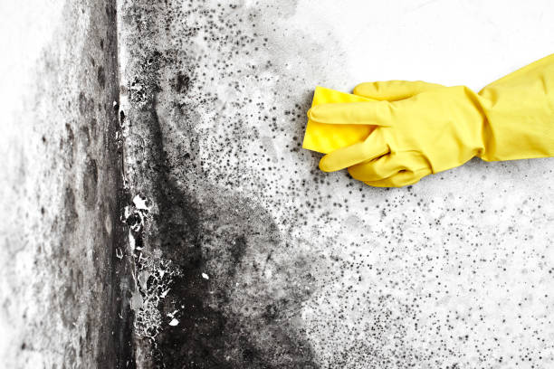 Best Office Mold Removal Services  in Horse Shoe, NC