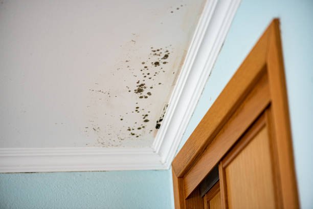 Best Emergency Mold Removal  in Horse Shoe, NC