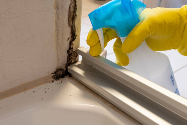 Best Mold Damage Repair  in Horse Shoe, NC