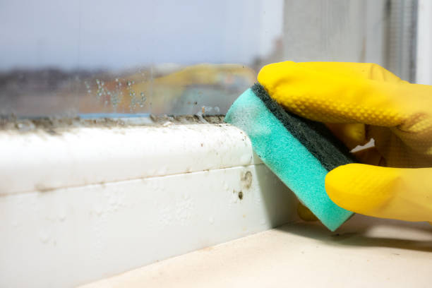 Best Crawl Space Mold Removal  in Horse Shoe, NC