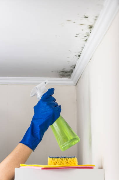 Best Mold Remediation  in Horse Shoe, NC